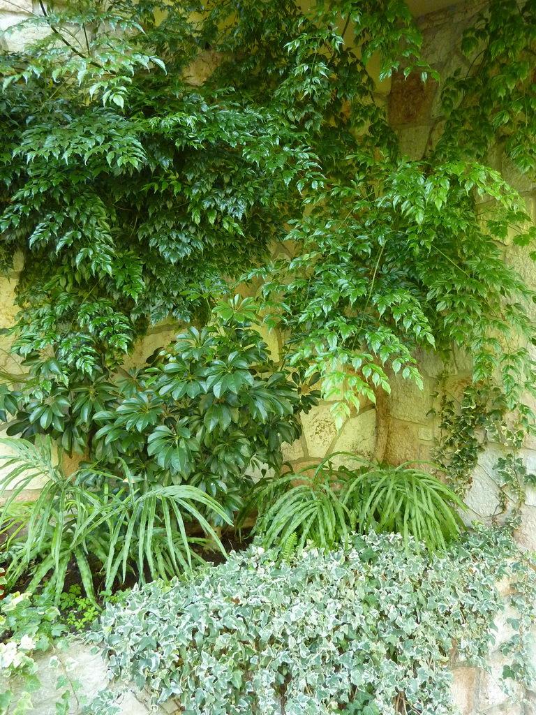 سرخس برگ بیدی